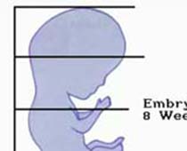 Video Body Proportions and how throughout life they change