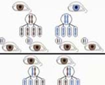 Video Dominant and Recessive Genes and the outcome of different mixture
