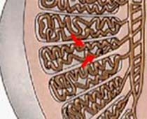 Video anatomy of Testes detailing different parts and function