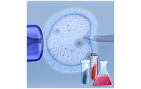 Blastocyst Culture - Extended culture up to the blastocyst stage Fifth Day Embryo Transfer