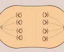 Vidéo mitose et comment le processus de reproduction cellulaire se produit