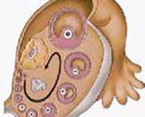 Video stages of Oocyte formation and how an ova ripens