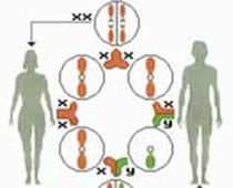 La vidéo décrivant la Détermination de Sexe de Chromosomal, comment le sexe d'une personne est déterminé