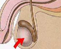 Video Male reproductive system with illustrations. Male sex organs