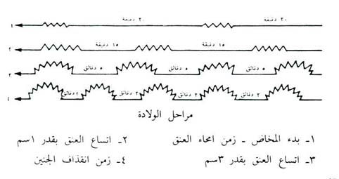 مراحل المخاض