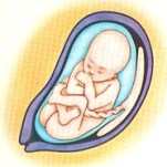 مراحل الولادة