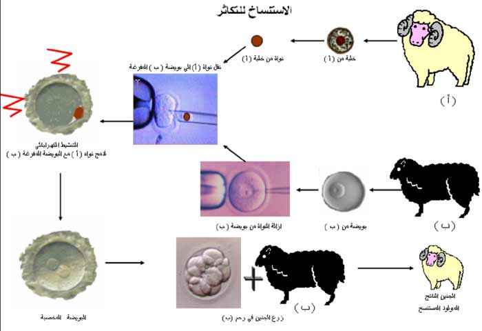 الاستنساخ