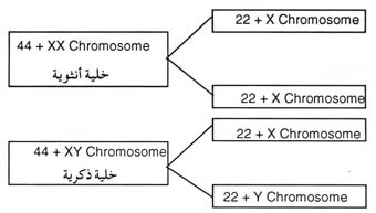 تقسيم الخلايا لاستعمالها