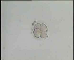 جنين 4 خلايا