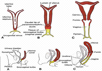 Female genital tract development