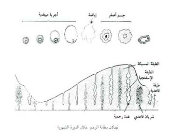 تبدلات بطانة الرحم خلال الدورة الشهرية