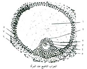 الجراب الناضج عند المرأة