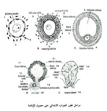 مراحل تطور الجراب الابتدائي حتى حصول الاباضة