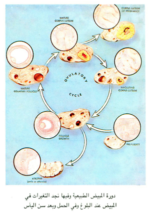 دورة المبيض الطبيعية بجميع مراحلها