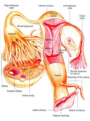 الاعضاء الداخلية للجهاز التناسلي الانثوي