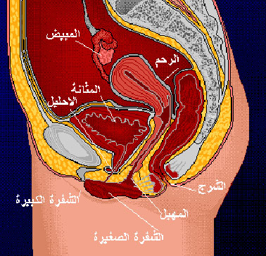 مقطع تشريحي عرضي لحوض أنثى