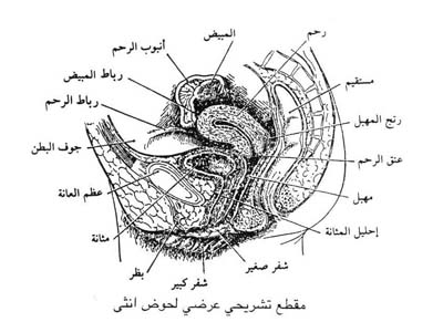 الجهاز التناسلي الانثوي  الدكتور نجيب ليوس