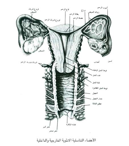 الاعضاء التناسليه الانثويه الخارجيه والداخليه