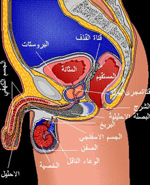  القضيب