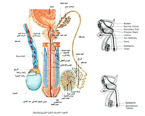 الاعضاء  التناسلية الذكرية الداخلية والخارجية