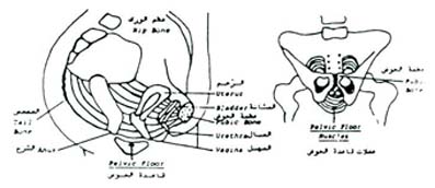 تشريح الحوض