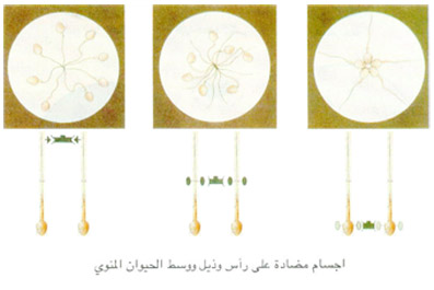 أجسام مضادة على رأس وذيل ووسط الحيوان المنوي