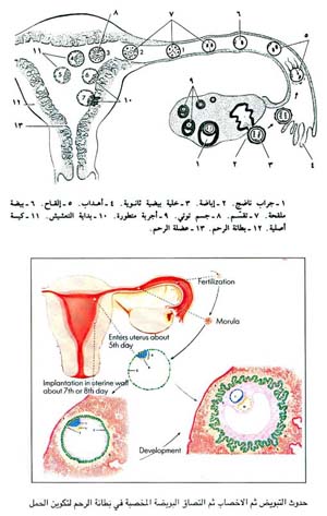 الاخصاب  