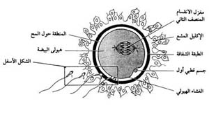 الالقاح