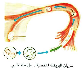 سريان البويضة المخصبة داخل قناة فالوب