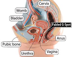 Amplification of the G spot