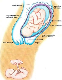 Childbirth