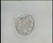 Compacted to Early Blastocyst