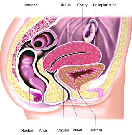 Cross Section of Female Pelvis