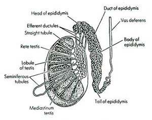 Cross Section of the Testicle