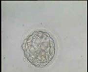 Early expanding Blastocyst