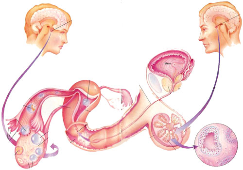 effect-of-hypothalamus