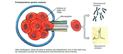 embryo biopsy