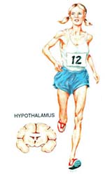 Excercise and Hypothalamus