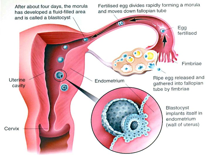 Fertilization and Implantation of the Embryo