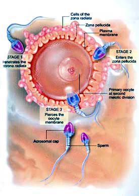 Fertilization