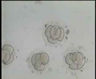  5-4 cells embryos