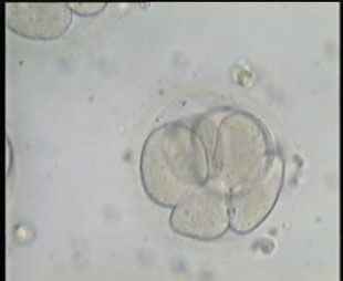 5 cells embryos