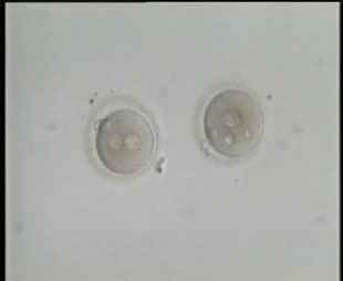 Two Gametes with clear Fertilization