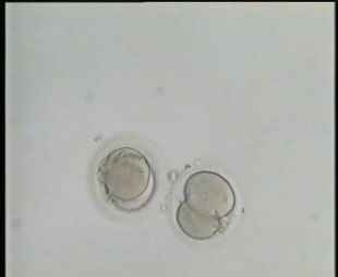 Embryos Bouklitin
