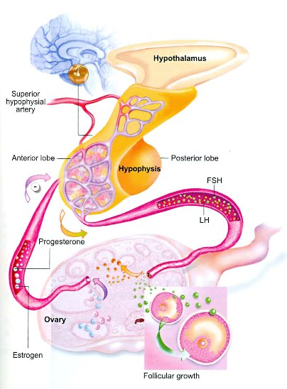 Glandular Control of Menstrual Cycle