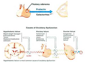 Importance of Hormonal tests