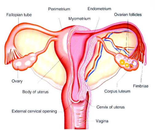 Internal female genital organs