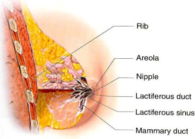 Methods of breast enlargement