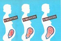 Pregnancy Month by Month