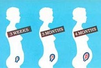 Pregnancy Month by Month